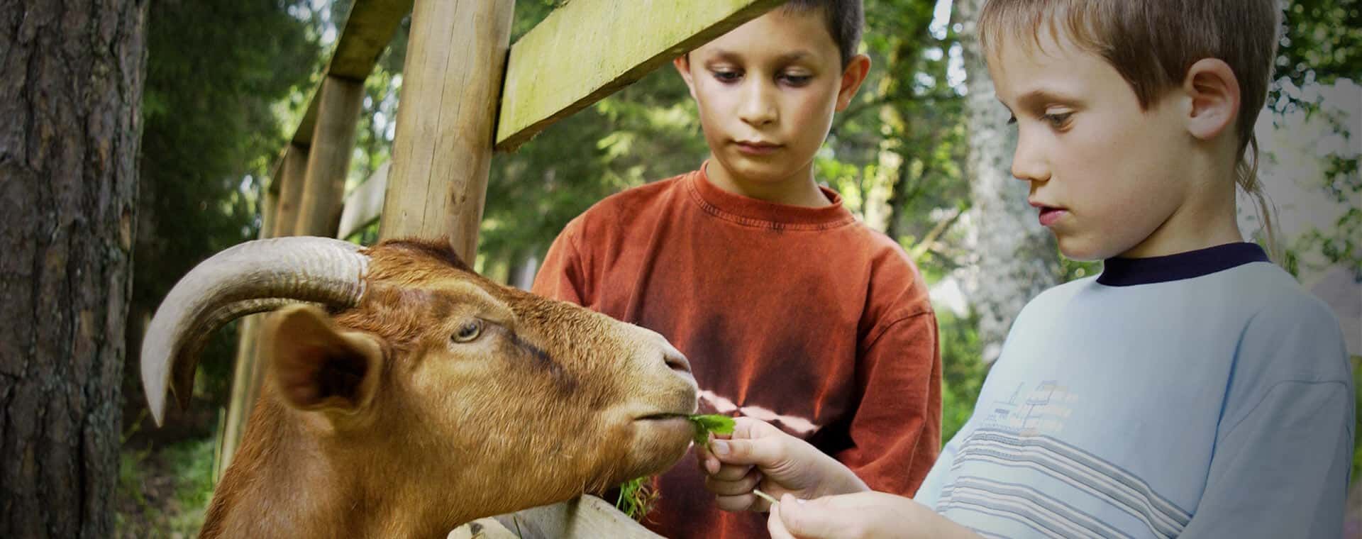 Wildgehege im Hotelpark, Kinder füttern Dammwild